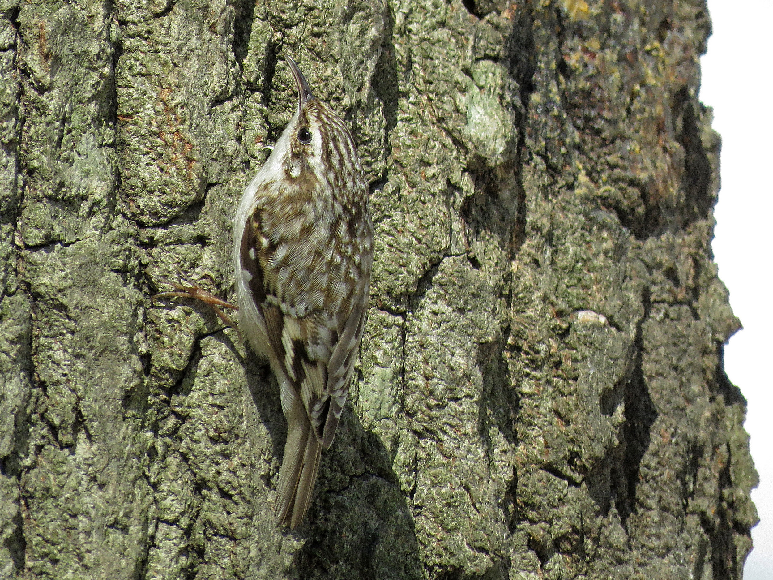 Brown Creepers — Susan Kirby